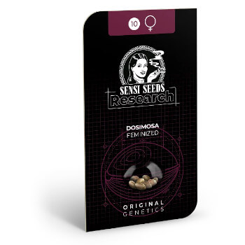 Paquete de semillas Dosimosa feminizadas de Sensi Seeds Research